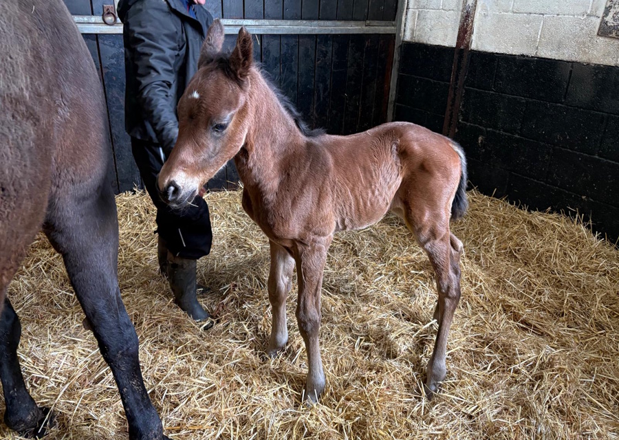 Unnamed Caturra Colt Foal
